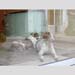 s-Dogs2